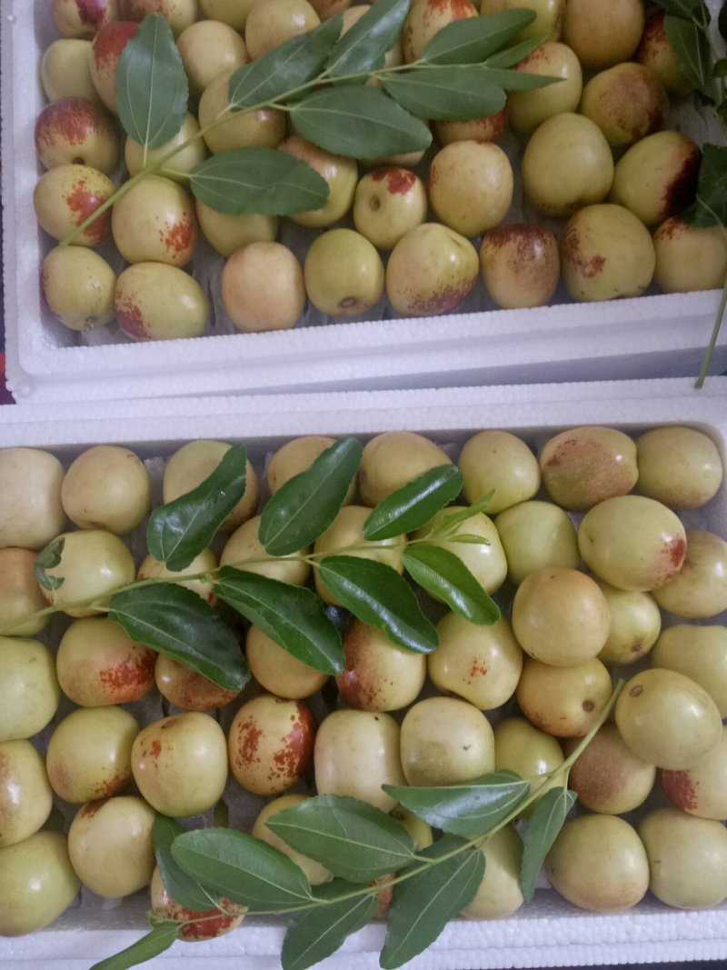大荔冬枣