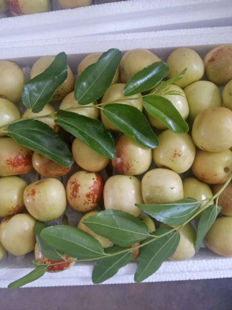 大荔冬枣