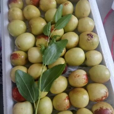 大荔冬枣