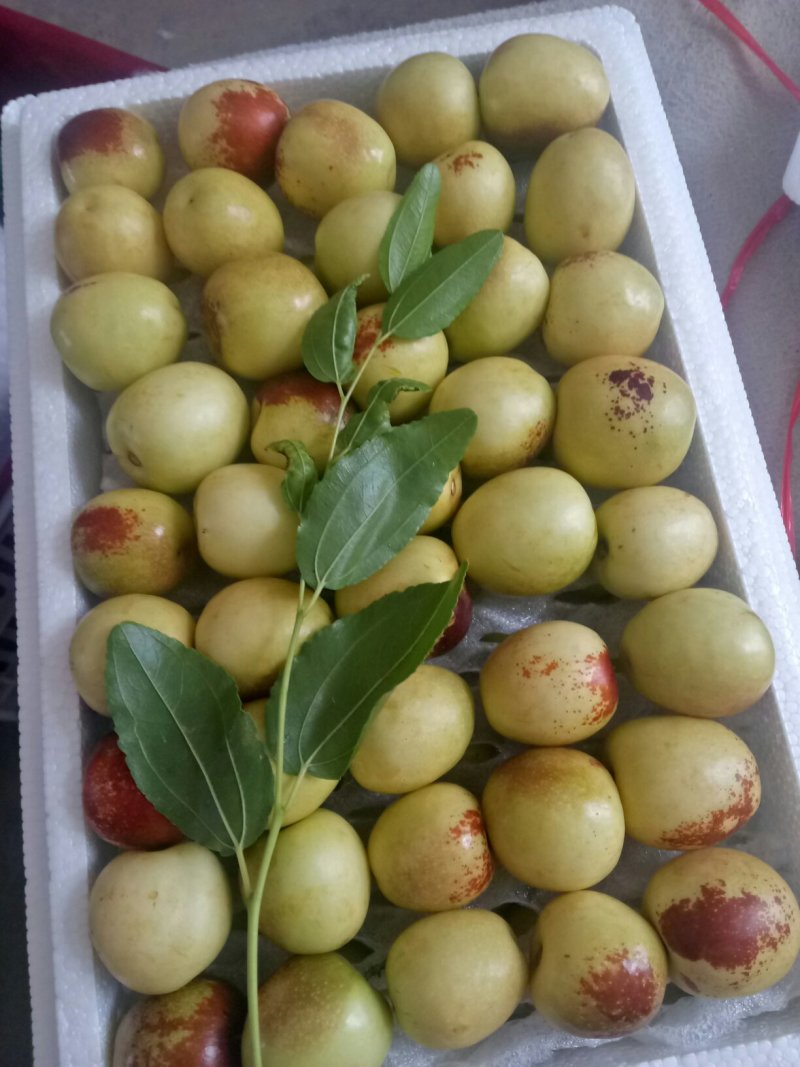 大荔冬枣