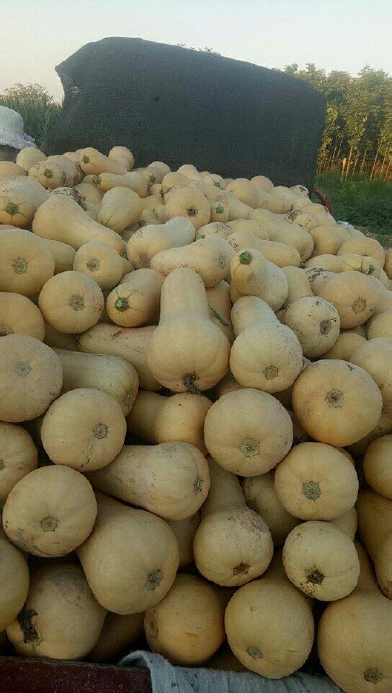 奶油南瓜