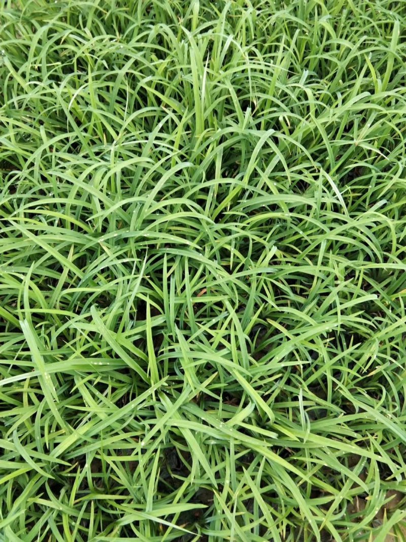 萱草优质大花萱草产地直发欢迎实地看货