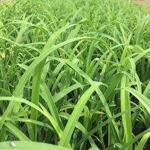 萱草优质大花萱草产地直发欢迎实地