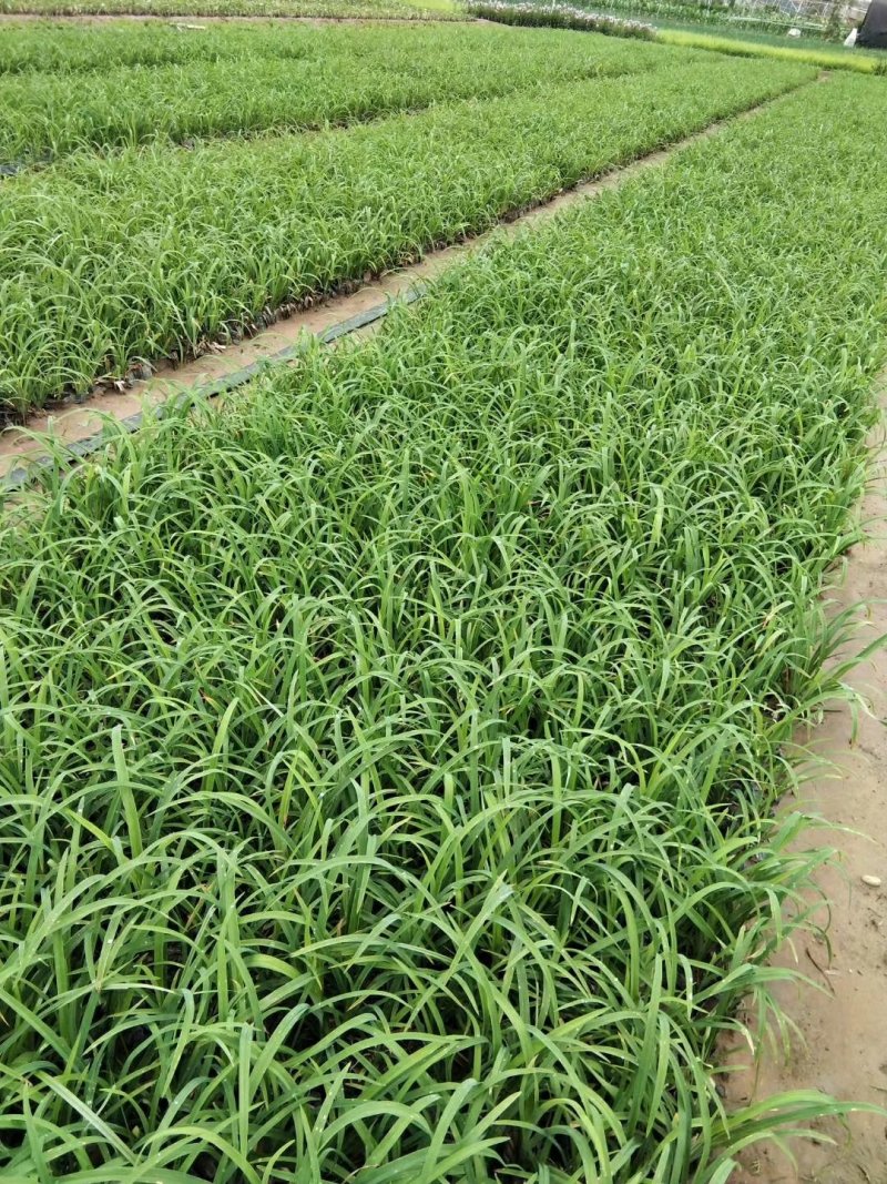 萱草优质大花萱草产地直发欢迎实地看货