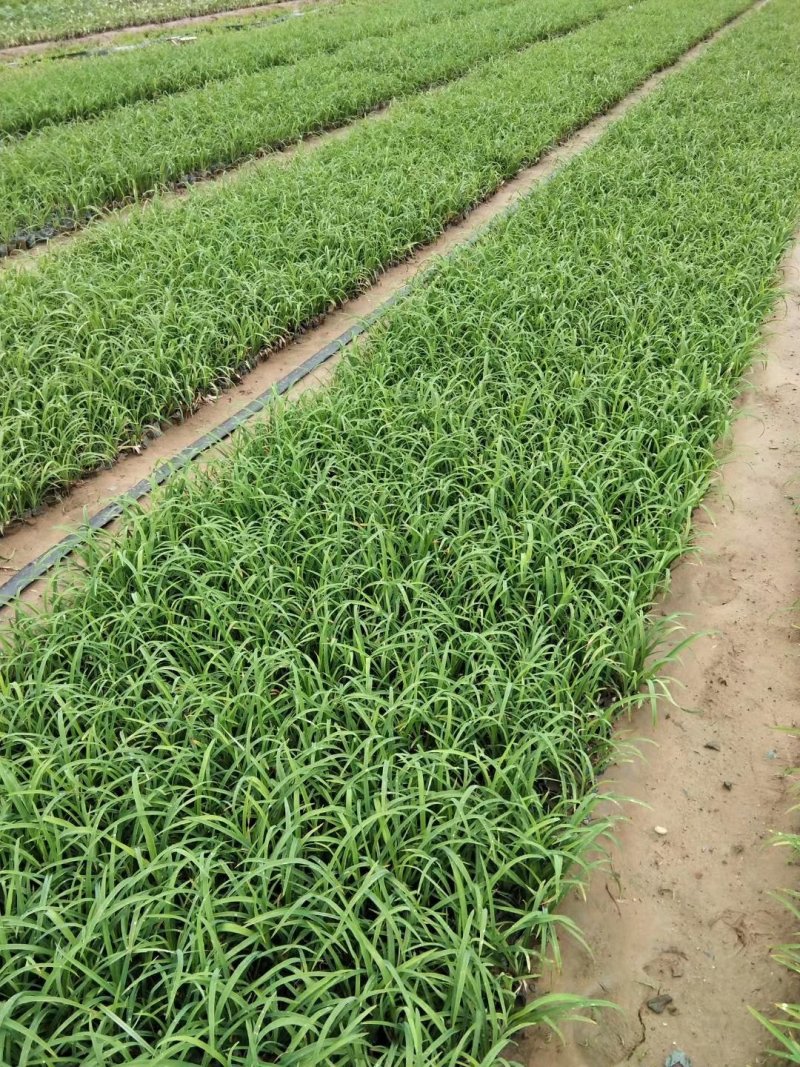 萱草优质大花萱草产地直发欢迎实地看货
