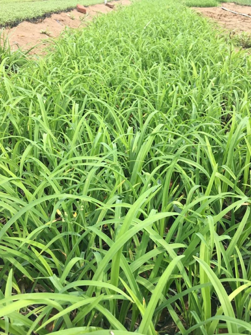 萱草优质大花萱草产地直发欢迎实地看货