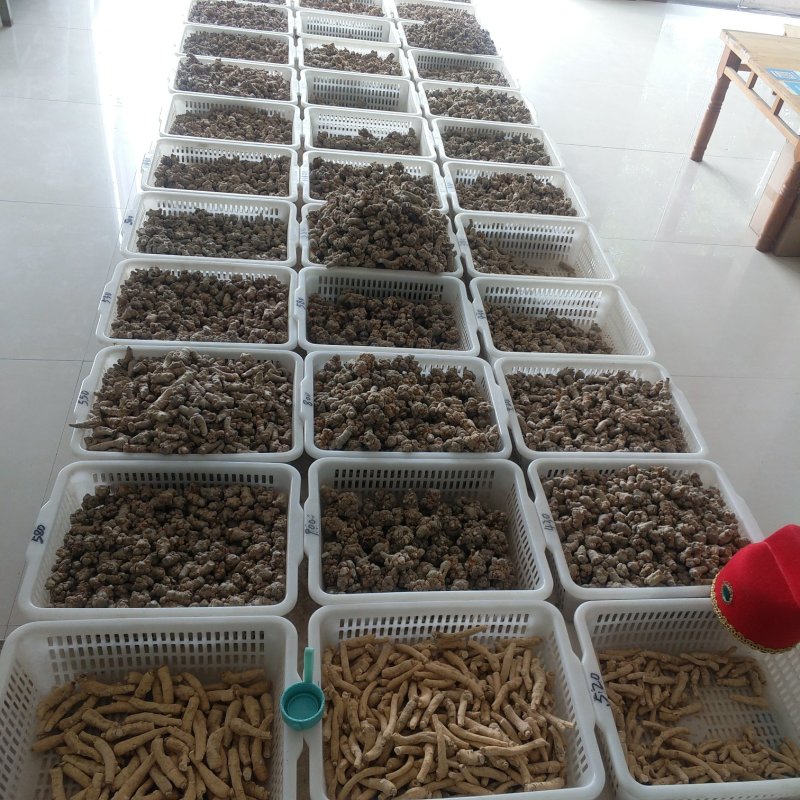 振兴药材批发供应水洗45头三七保质保量常年供应诚信合