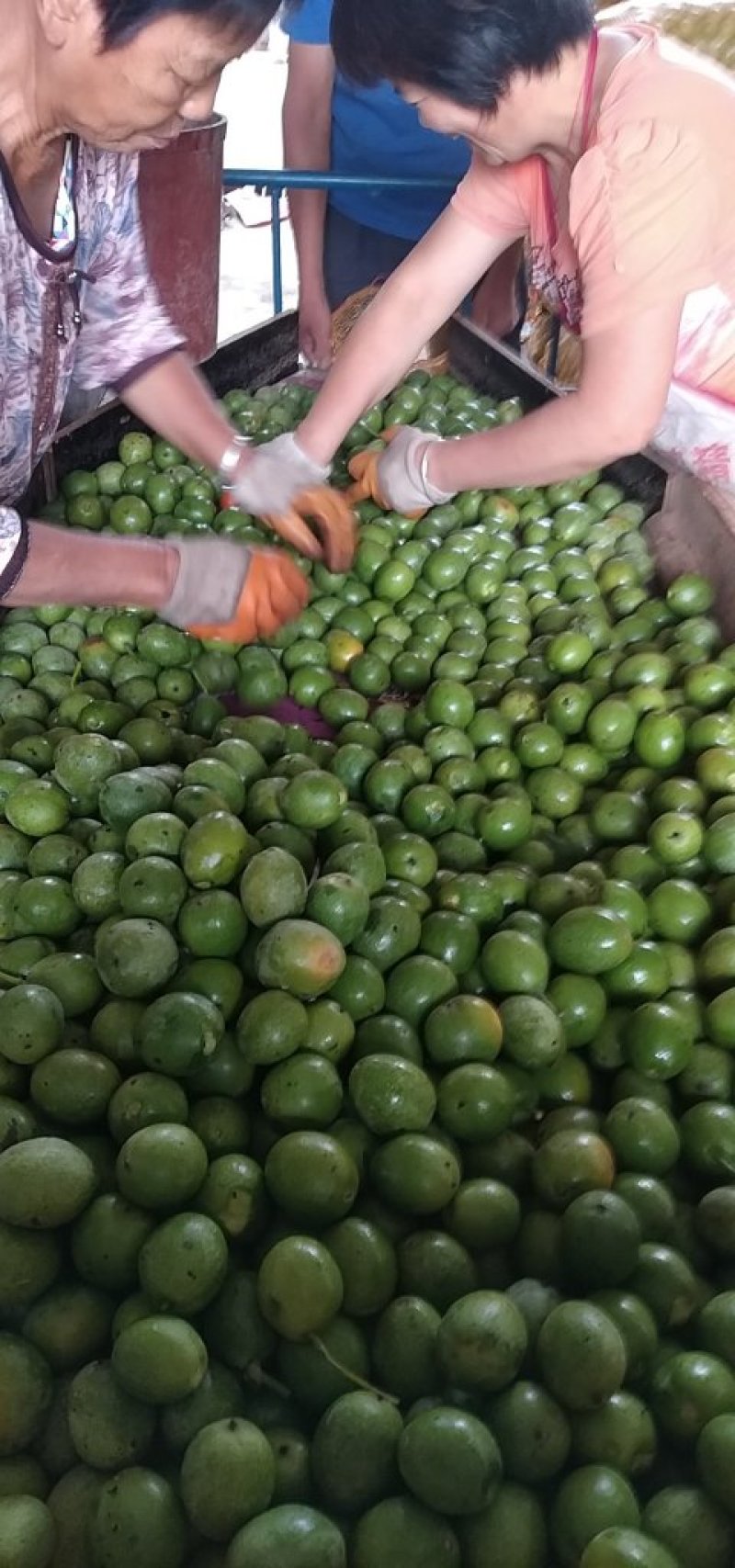 青皮核桃，量大从优，要者联系！欲购从速！！