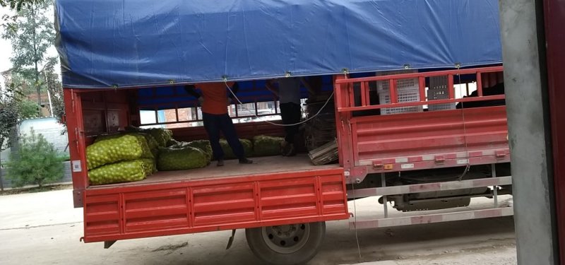青皮核桃，量大从优，要者联系！欲购从速！！