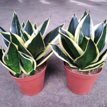 虎皮兰荷花兰盆栽室内净化空气绿植花卉