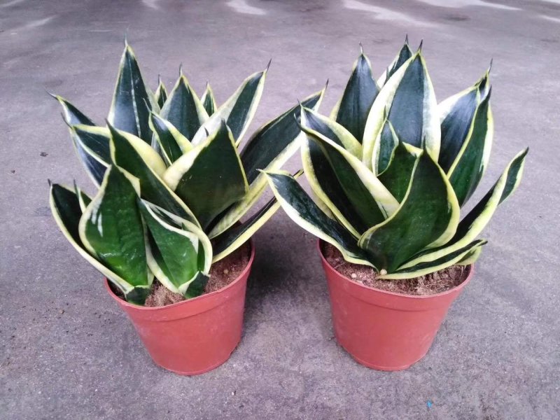 虎皮兰荷花兰盆栽室内净化空气绿植花卉