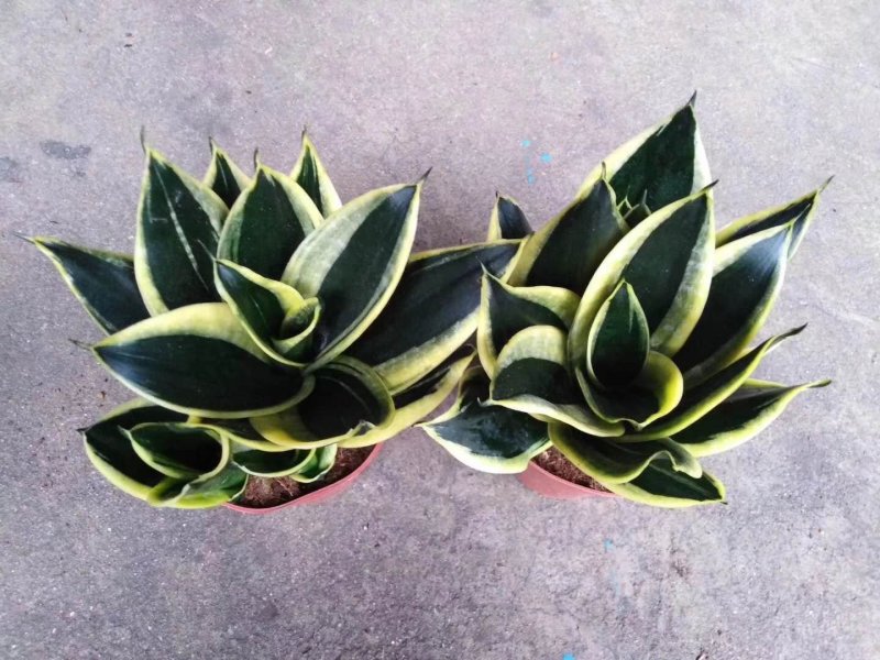 虎皮兰荷花兰盆栽室内净化空气绿植花卉