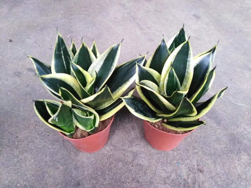虎皮兰荷花兰盆栽室内净化空气绿植花卉