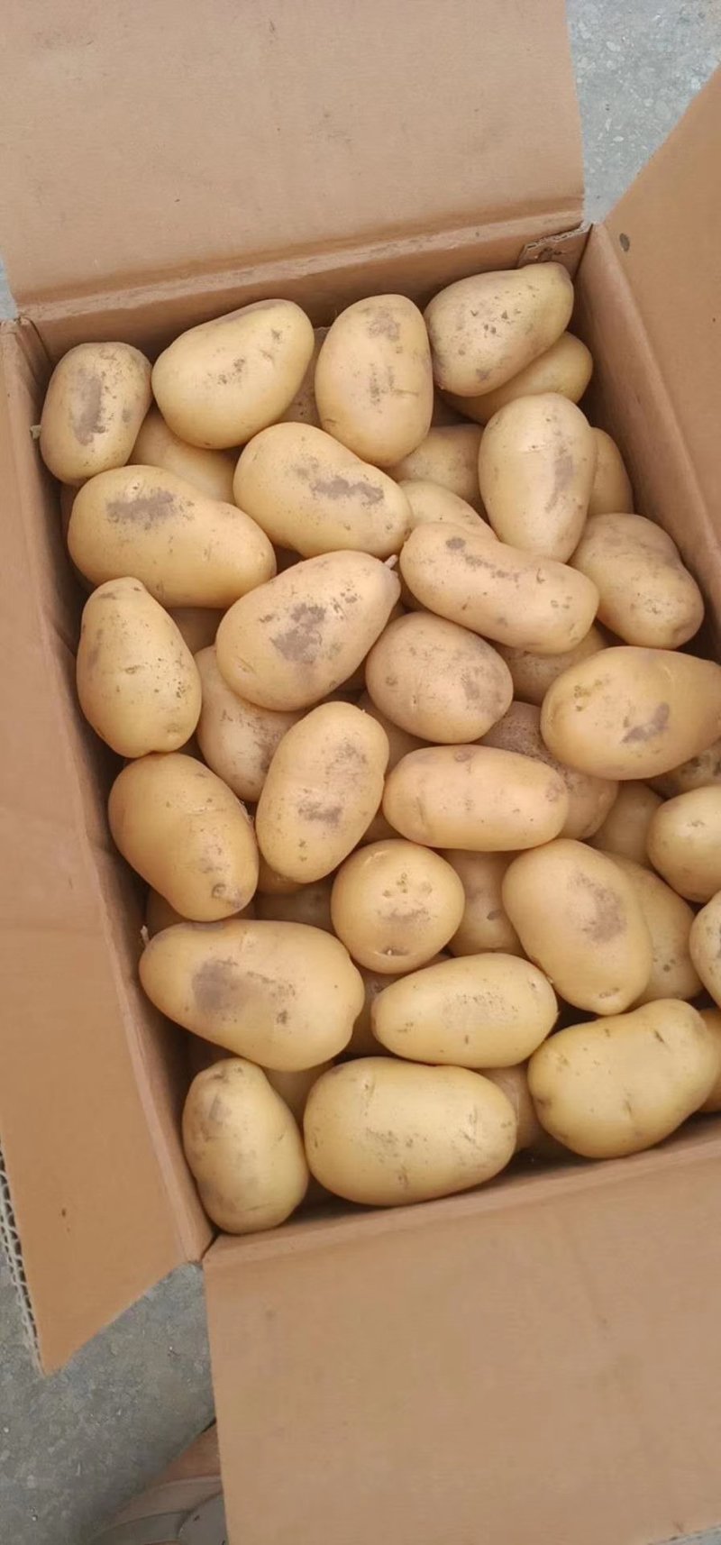 荷兰十五