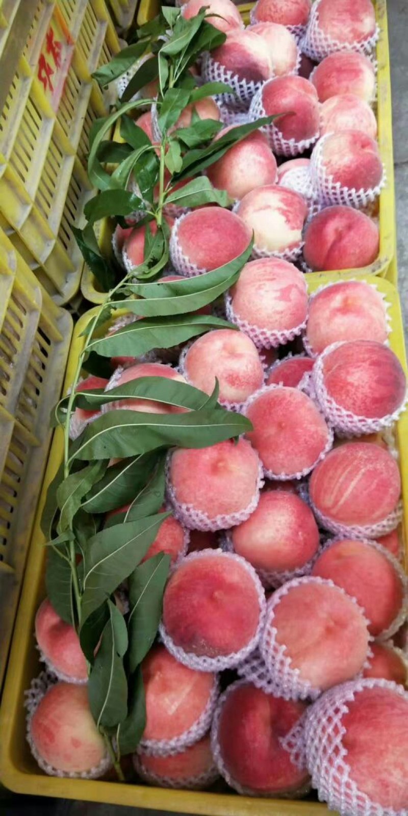 秦安蜜桃仓方早生70起步上不封顶