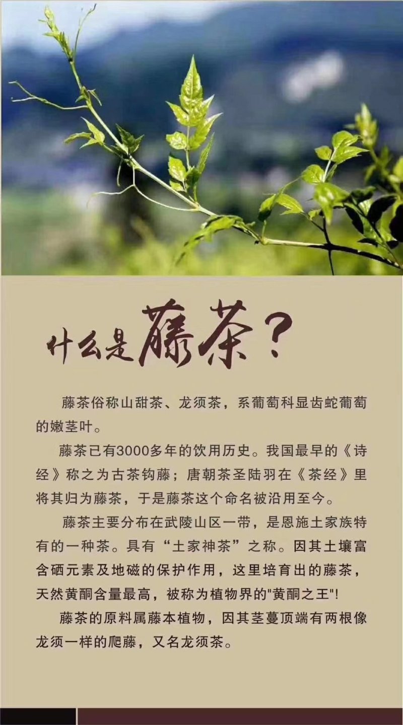 湖北恩施富硒藤茶，土家族神茶，天然保健养生茶
