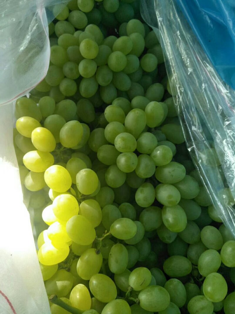河北葡萄维多利亚葡萄规格齐全支持视频看货欢迎咨