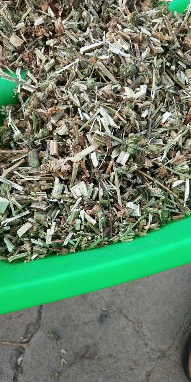 益母草片子