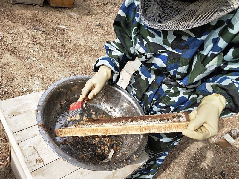 新疆罗布泊野生罗布麻蜜假一赔一万，支持检测