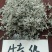 湖北恩施富硒藤茶，土家族神茶，天然保健养生茶