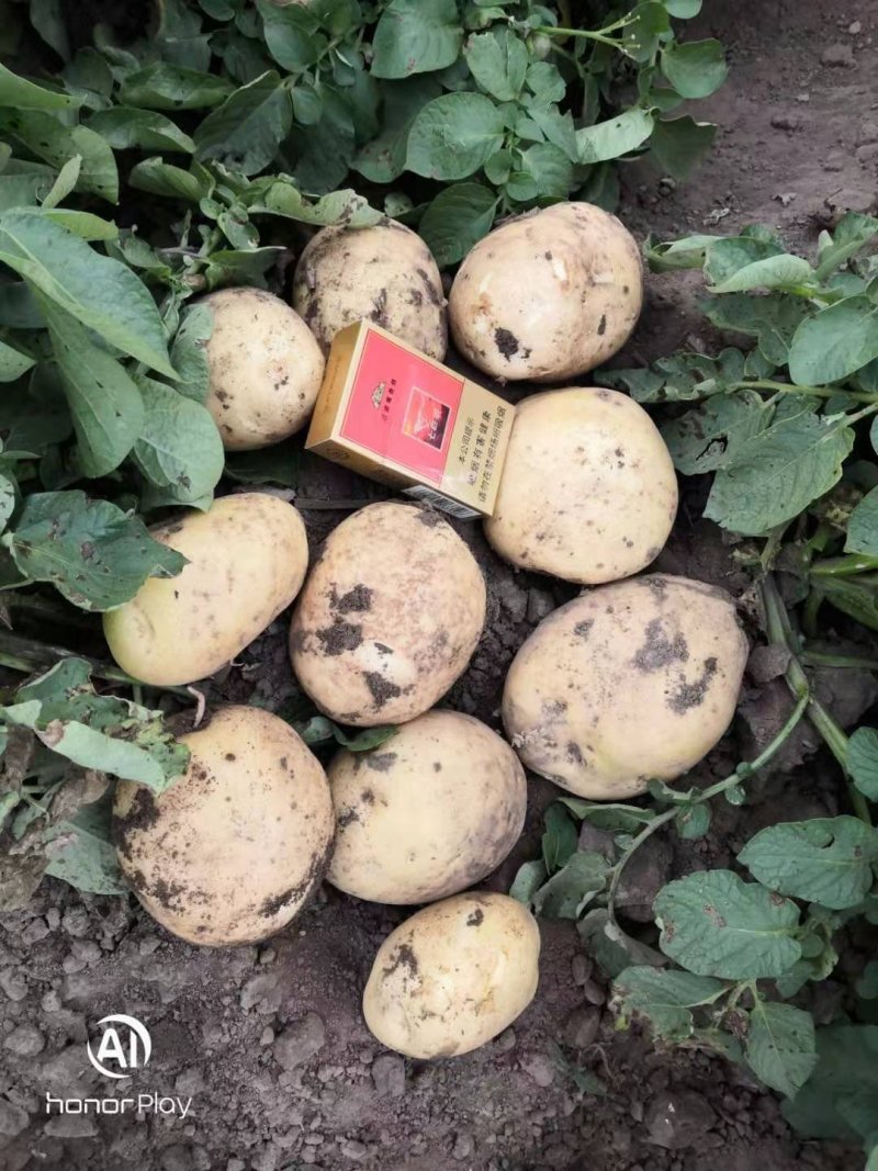 牡丹江精品尤金土豆产地直发规格齐全质量保证欢迎电联