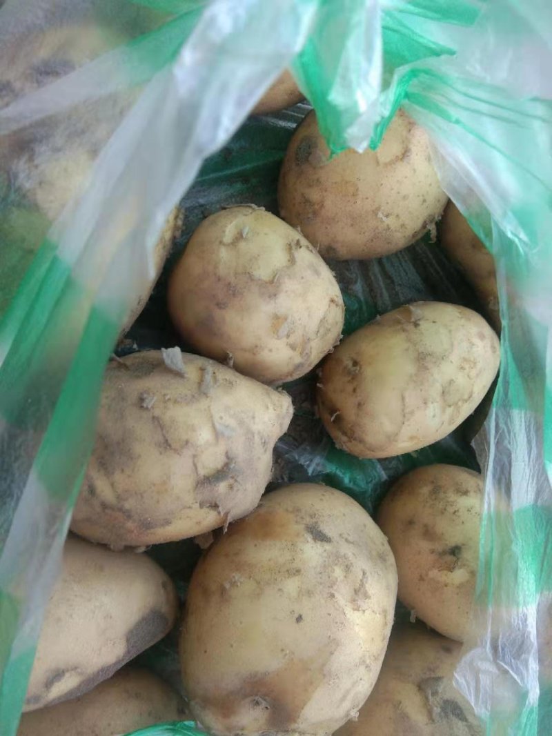 牡丹江精品尤金土豆产地直发规格齐全质量保证欢迎电联