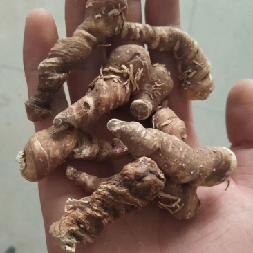 粉质滇重楼，干货批发