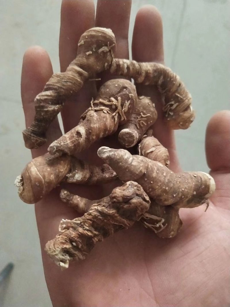 粉质滇重楼，干货批发