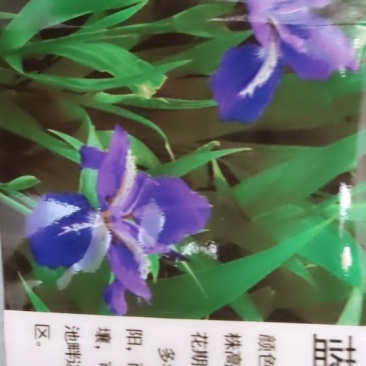 蓝花鸢尾