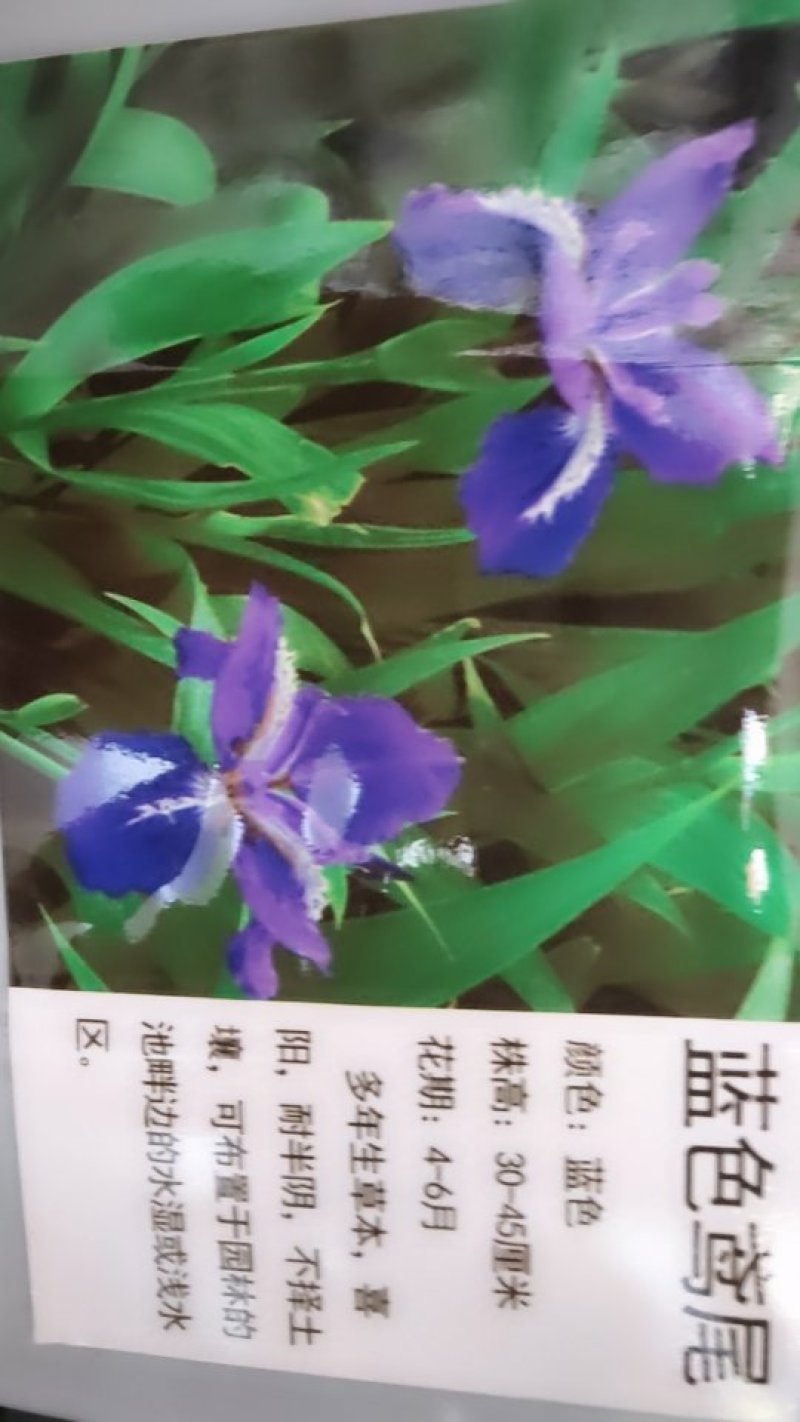 蓝花鸢尾