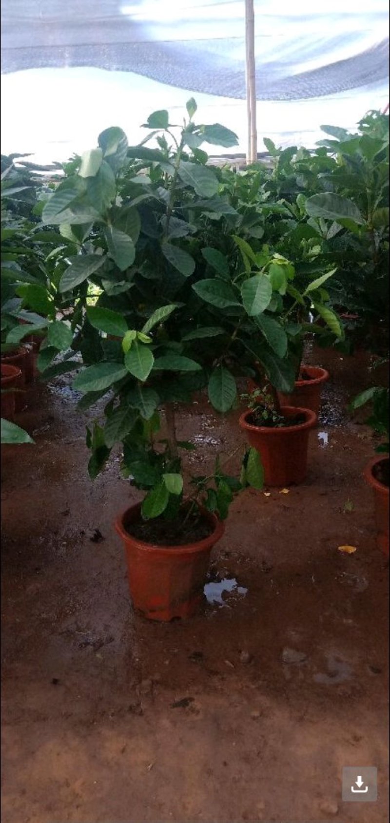 栀子花盆栽花卉植物室内带花苞阳台水培绿植浓香型大树苗四季