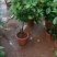 栀子花盆栽花卉植物室内带花苞阳台水培绿植浓香型大树苗四季