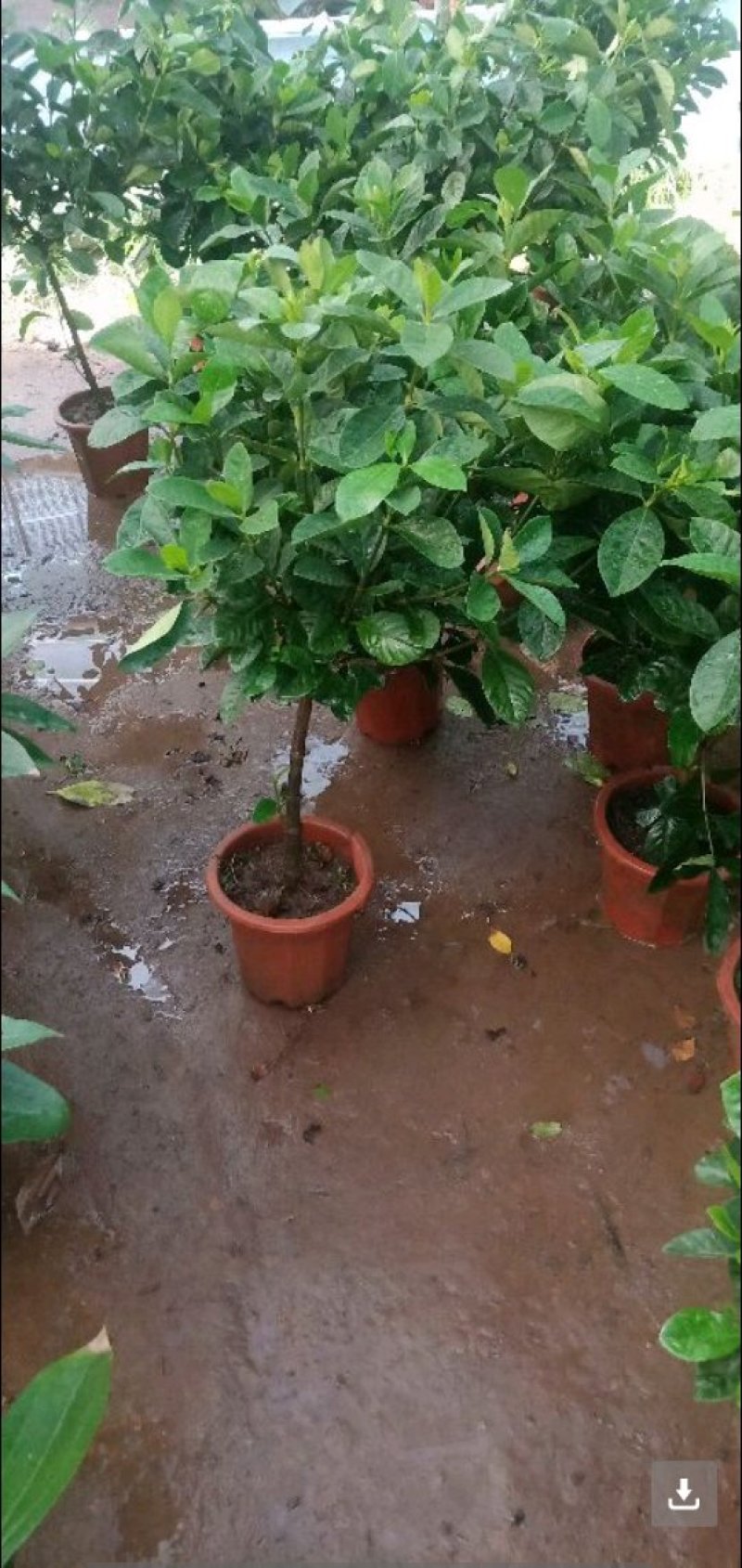 栀子花盆栽花卉植物室内带花苞阳台水培绿植浓香型大树苗四季