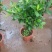 栀子花盆栽花卉植物室内带花苞阳台水培绿植浓香型大树苗四季