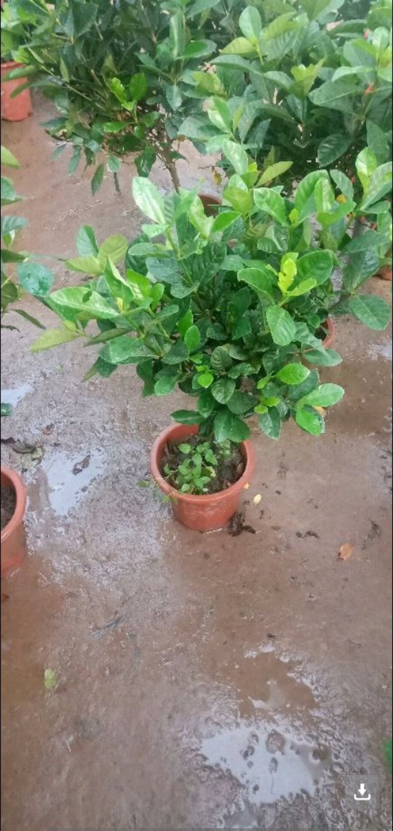 栀子花盆栽花卉植物室内带花苞阳台水培绿植浓香型大树苗四季