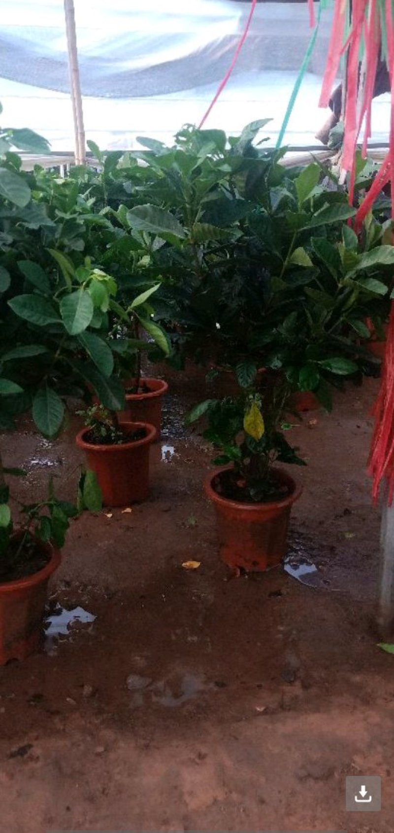 栀子花盆栽花卉植物室内带花苞阳台水培绿植浓香型大树苗四季