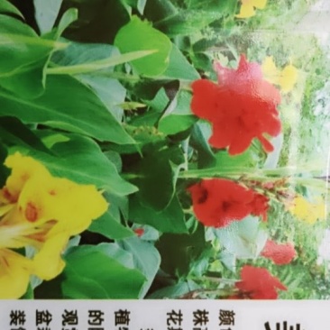 美人蕉种子