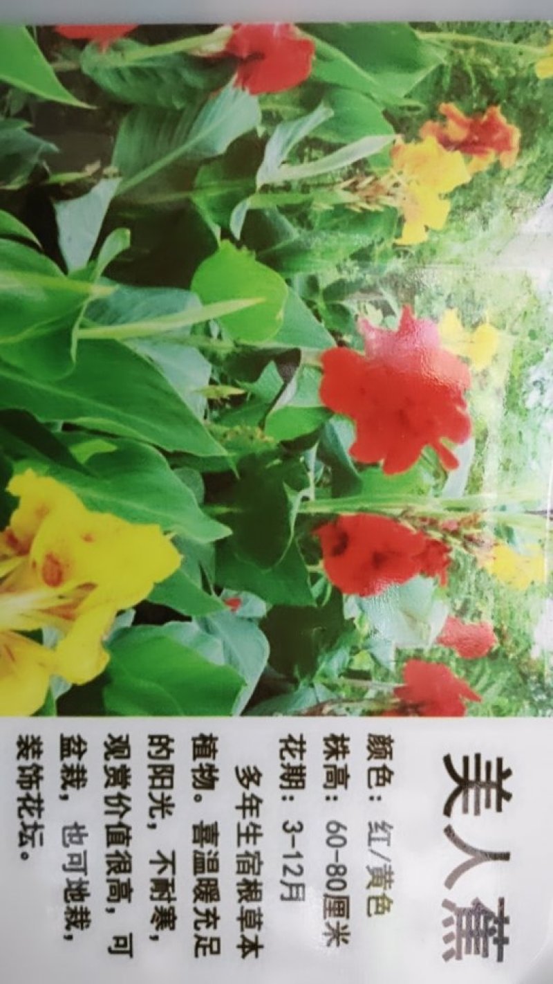 美人蕉种子
