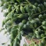 佛珠吊兰多肉植物珍珠吊兰情人泪吊兰紫玄月盆栽绿植办公室植