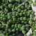 佛珠吊兰多肉植物珍珠吊兰情人泪吊兰紫玄月盆栽绿植办公室植