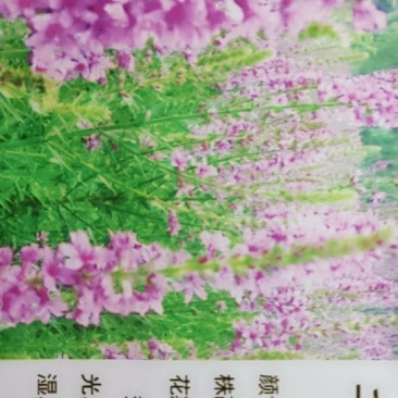 千屈菜种子