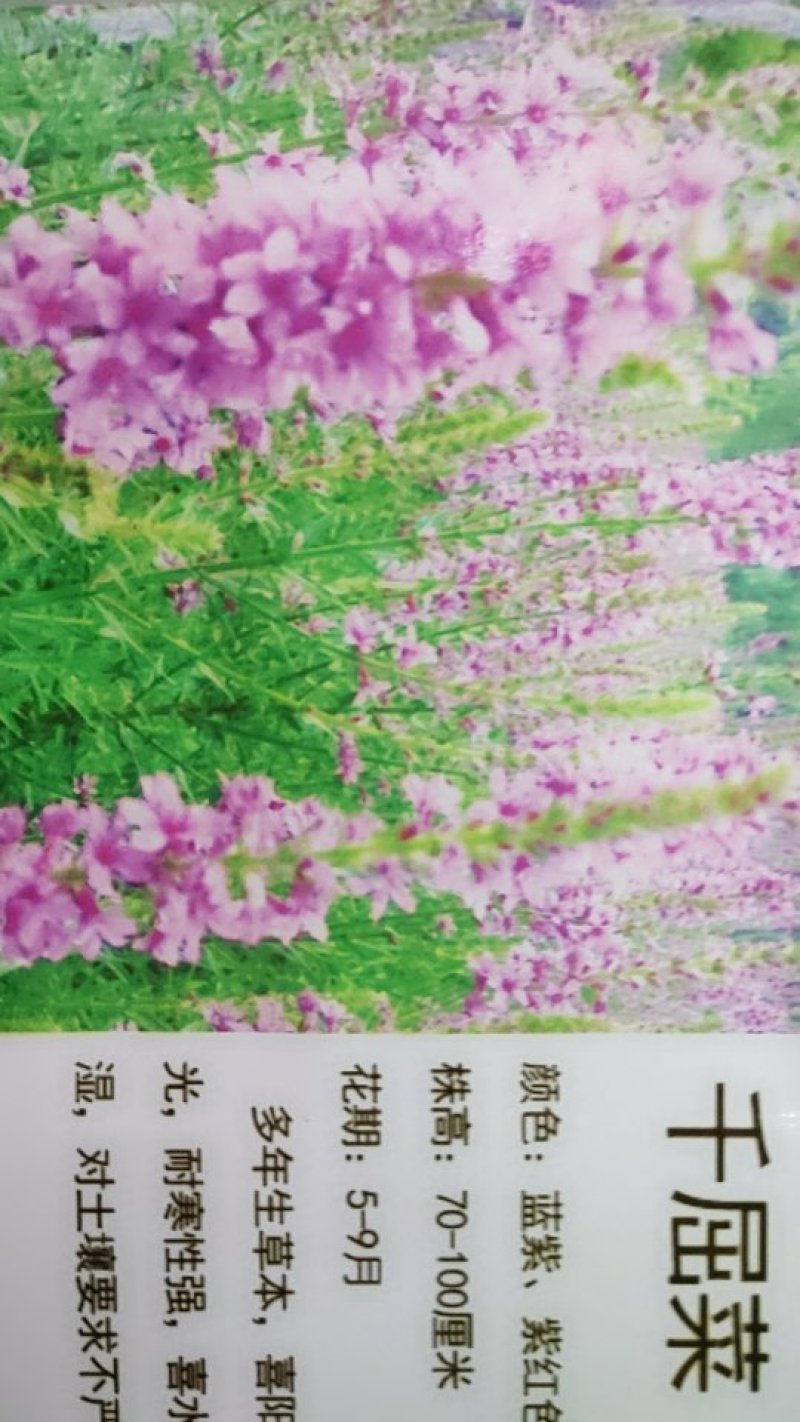 千屈菜种子