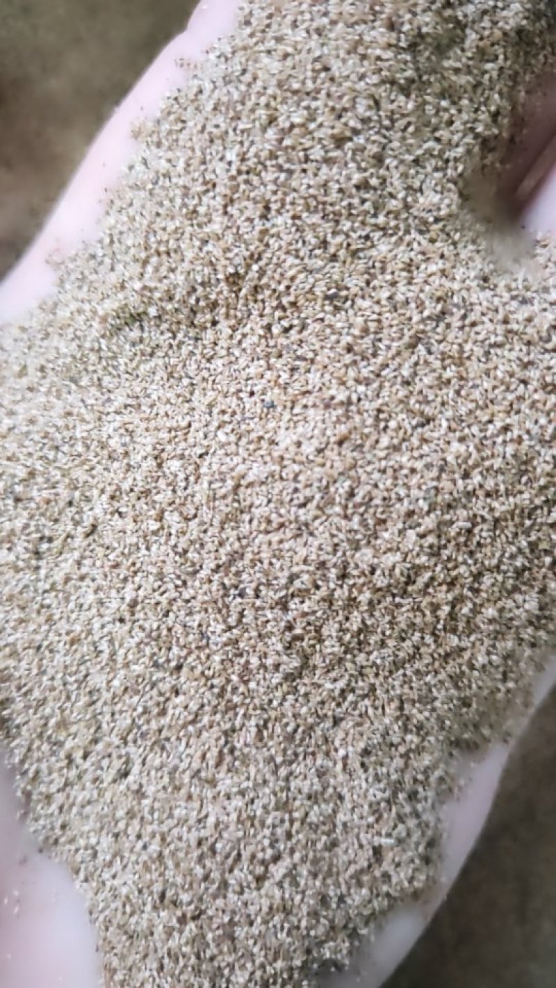 千屈菜种子