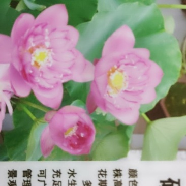 碗莲种子