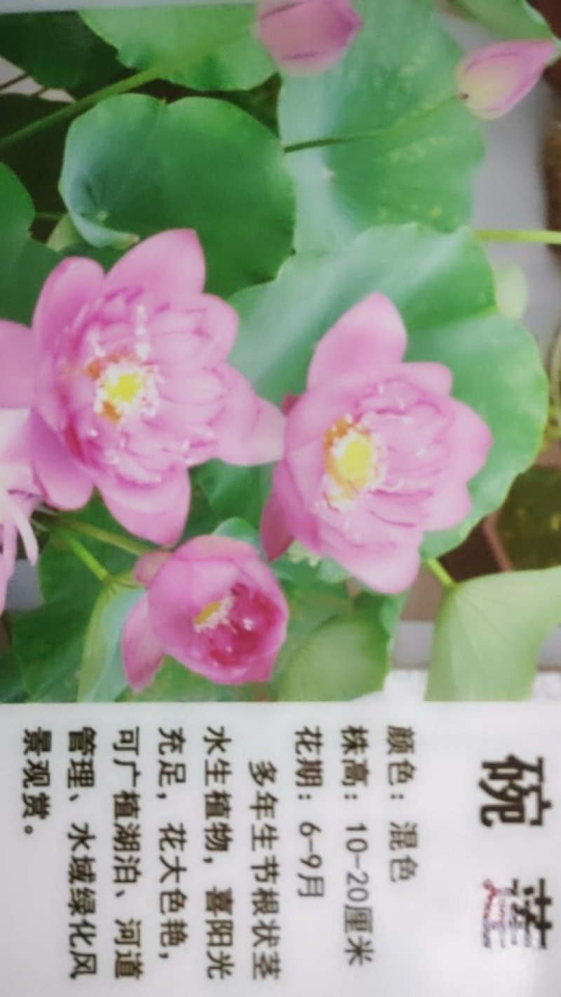 碗莲种子