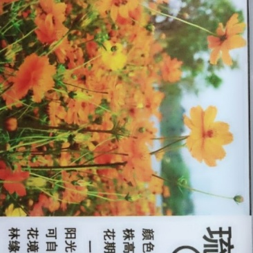 琉华菊种子