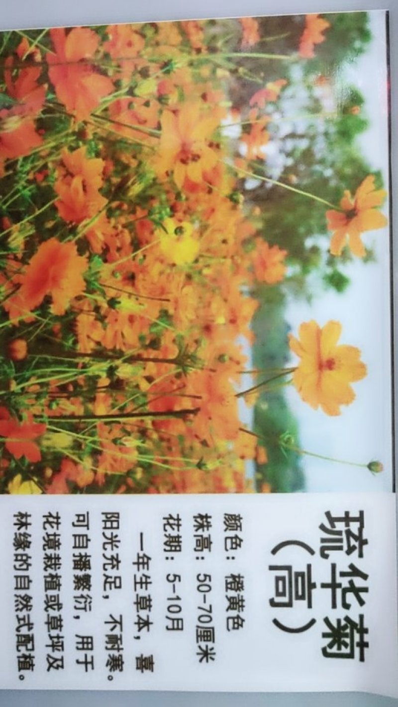 琉华菊种子