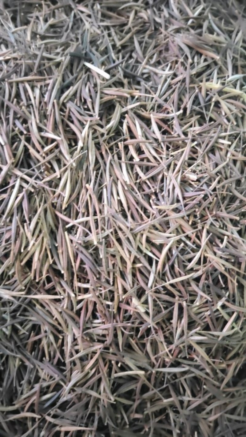 琉华菊种子