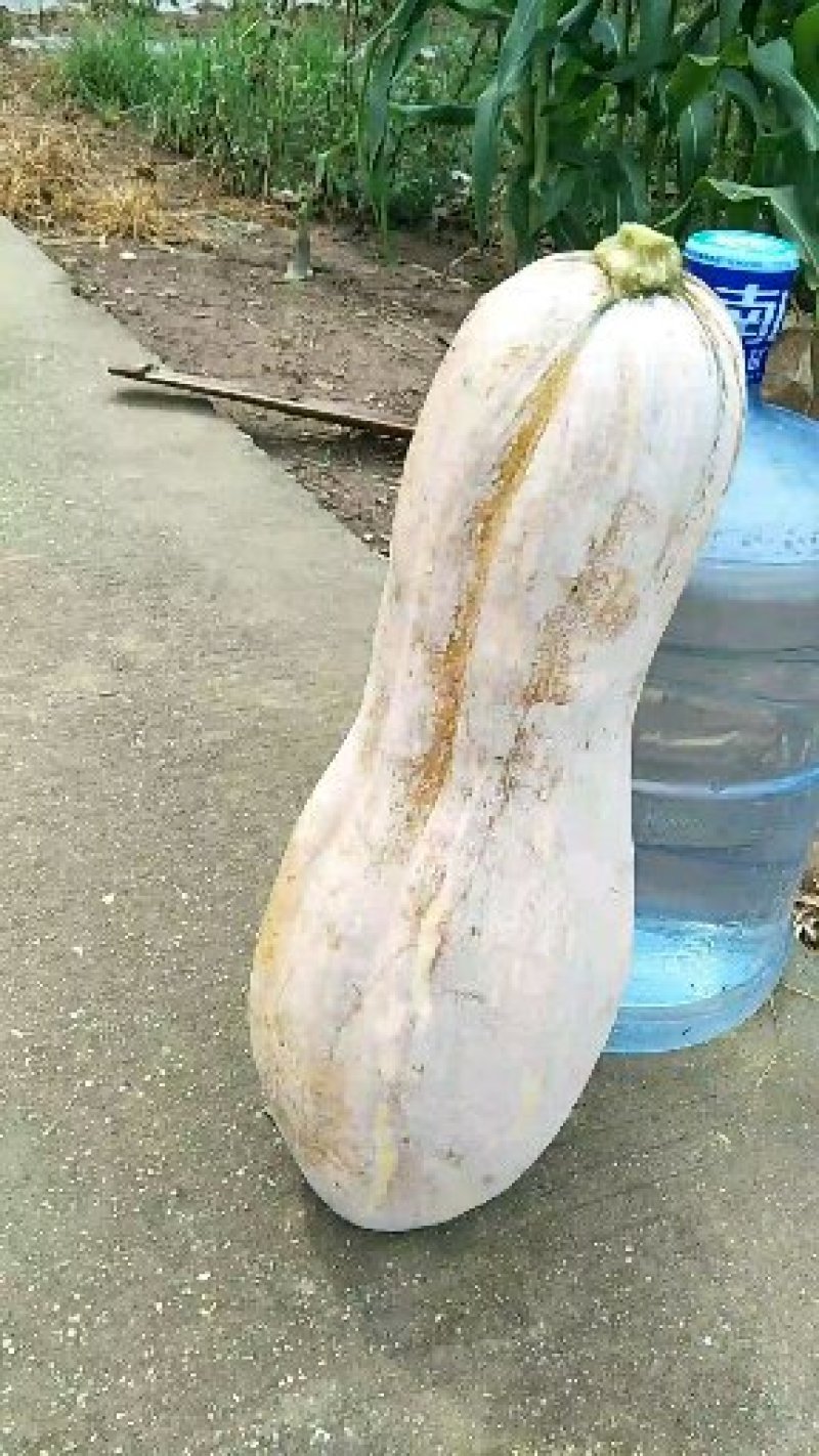早熟蜜本王中王头茬瓜3斤打底，专业团队装车，良心经营