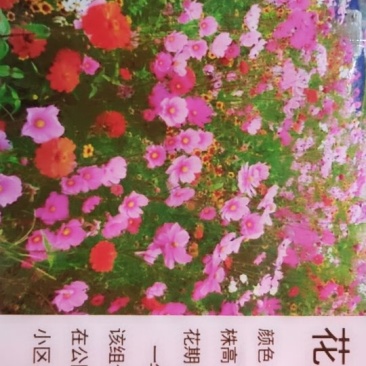 花卉组合种子